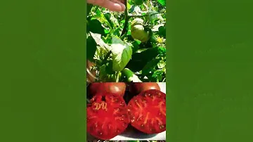 Обзор томатов по сортам!!! ТОМАТ ГНОМ СТРИНГИ - ПРОСТО МЕГАУРОЖАЙНЫЙ!