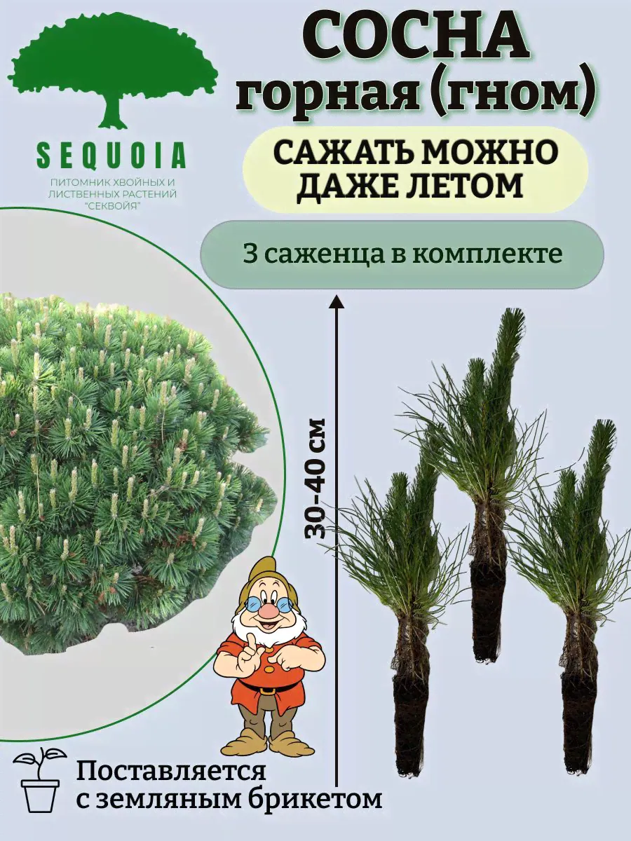 Горная сосна Гном 3 саженца