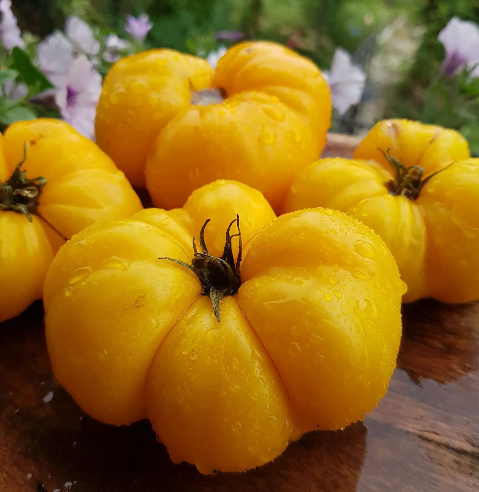Гном Египет жёлтый (Dwarf Egypt Yellow)-0
