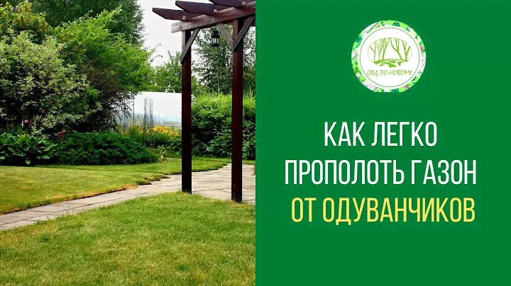 Как легко прополоть газон от одуванчиков