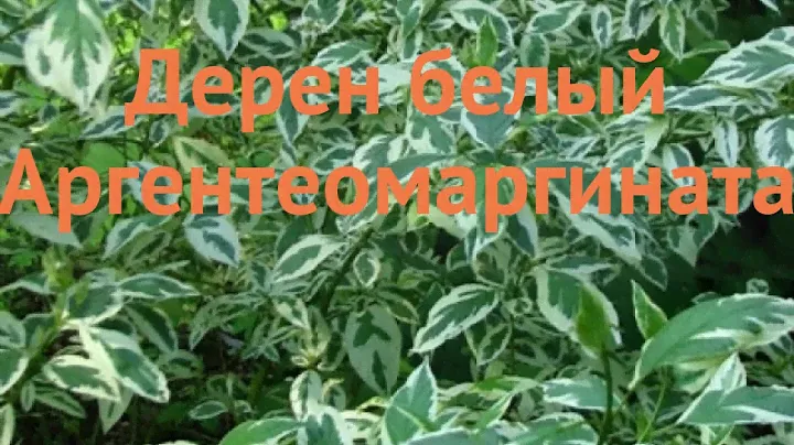 Дерен белый Аргентеомаргината (cornus alba) 🌿 обзор: как сажать, саженцы дерена Аргентеомаргината