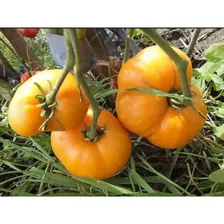 Томат Парень из Локстана Гном (Dwarf Loxton Lad ) Коллекционные сорта