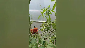 Самый лучший томат в мире 2023г.! Высокоурожайный, вкусный и сладкий томат сорта ИРЛАНДСКИЙ ЛИКЁР!