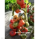 ГНОМ УКУС ЗМЕИ