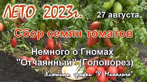 АВГУСТ  Сбор семян. Немного о гномах. Головорез.