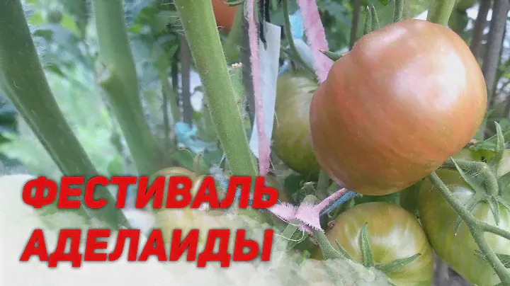 ОБЗОР СОРТА ФЕСТИВАЛЬ АДЕЛАИДЫ | ПОМИДОРЫ, ТОМАТЫ