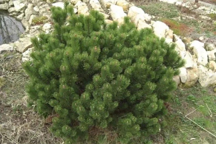 Сосна горная Гном (Pinus mugo Gnom) С10-0