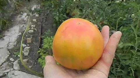 Томат Фероковкай гном. Часть 5.
