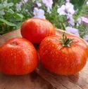 Гном Прекрасный король (Dwarf Beauty King) США