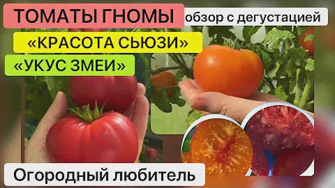 ТОМАТЫ ГНОМЫ «КРАСОТА СЬЮЗИ» и «УКУС ЗМЕИ» // обзор с дегустацией // ВЫ МОЖЕТЕ ЗАКАЗАТЬ СЕМЕНА