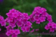 Флокс 'Весёлый Гном' / Phlox 'Vesyolyj Gnom'