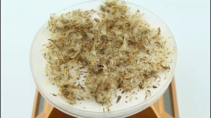 Семена золотарника обыкновенного / Solidago virgaurea, ТМ OGOROD