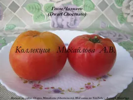 Гном Чоэмато. (Сорт из проекта Гном томатный).