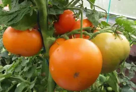 Томат Гном парень из Лонгстона семена