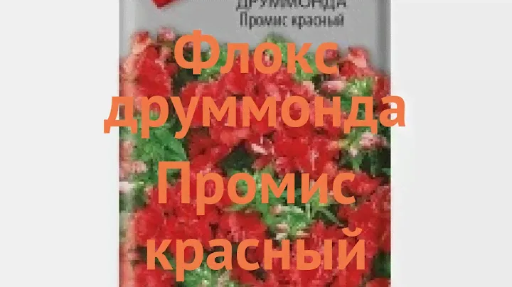 Флокс друммонда Друммонда Промис красный 🌿 обзор: как сажать, семена флокса Друммонда Промис красный