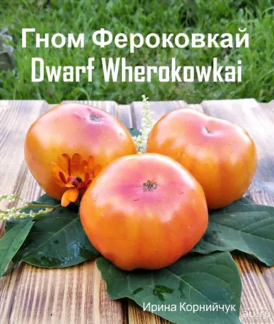 Семена томата Гном Фероковкай