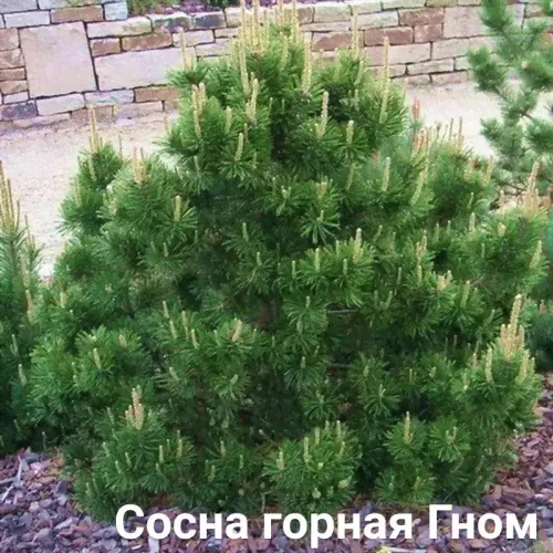Сосна горная ГНОМ 5л-0