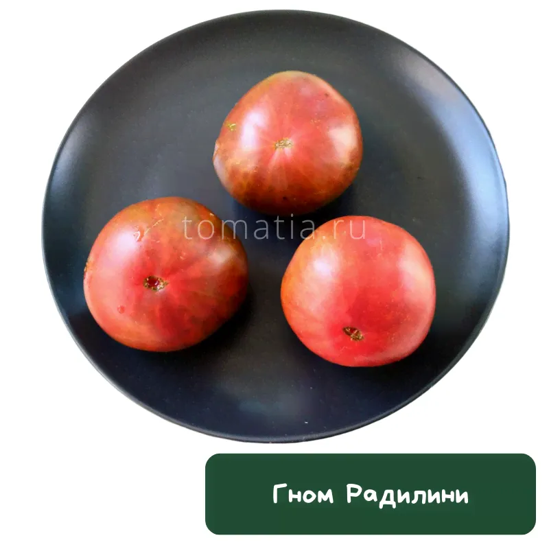 Томат Гном Радилини