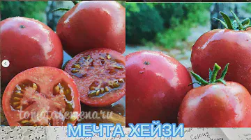 Томаты ГНОМЫ на сезон 2024.Начало посева семян.