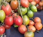 Томат Гном Крапчатое сердце 8шт селекция (6 соток)