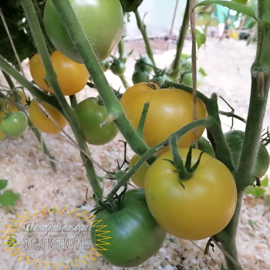 Томат Гном Лимонный лёд (Lemon ice dwarf)-0