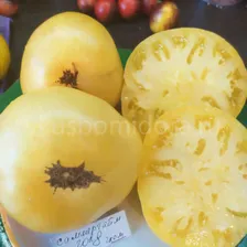 Томат Гном Летнее золото (Dwarf Summertime Gold), 5 семян