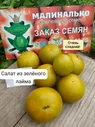 ГНОМ Салат из зеленого лайма (Lime Green Salad), Зелёный эльф (Green Elf), Политый известью, США. 5 шт.