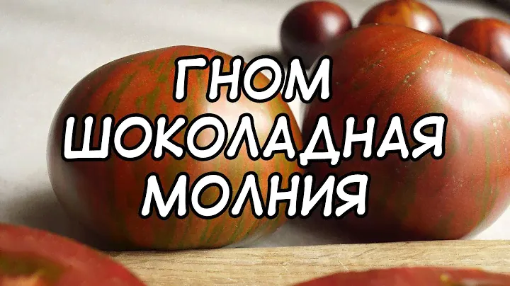 Коренастый томатный красавец! Гном Шоколадная Молния