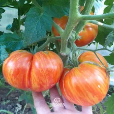 Томат Гном Король красоты семена 10 ШТ