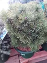 Сосна горная Гном Файндлинг саженцы OG1412