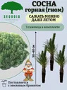 Горная сосна Гном 3 саженца