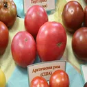 Д720 Томат (Дварф) Гном Арктическая Роза