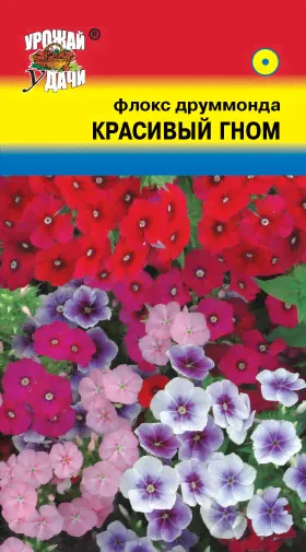 Флокс Красивый гном ц/п УУ