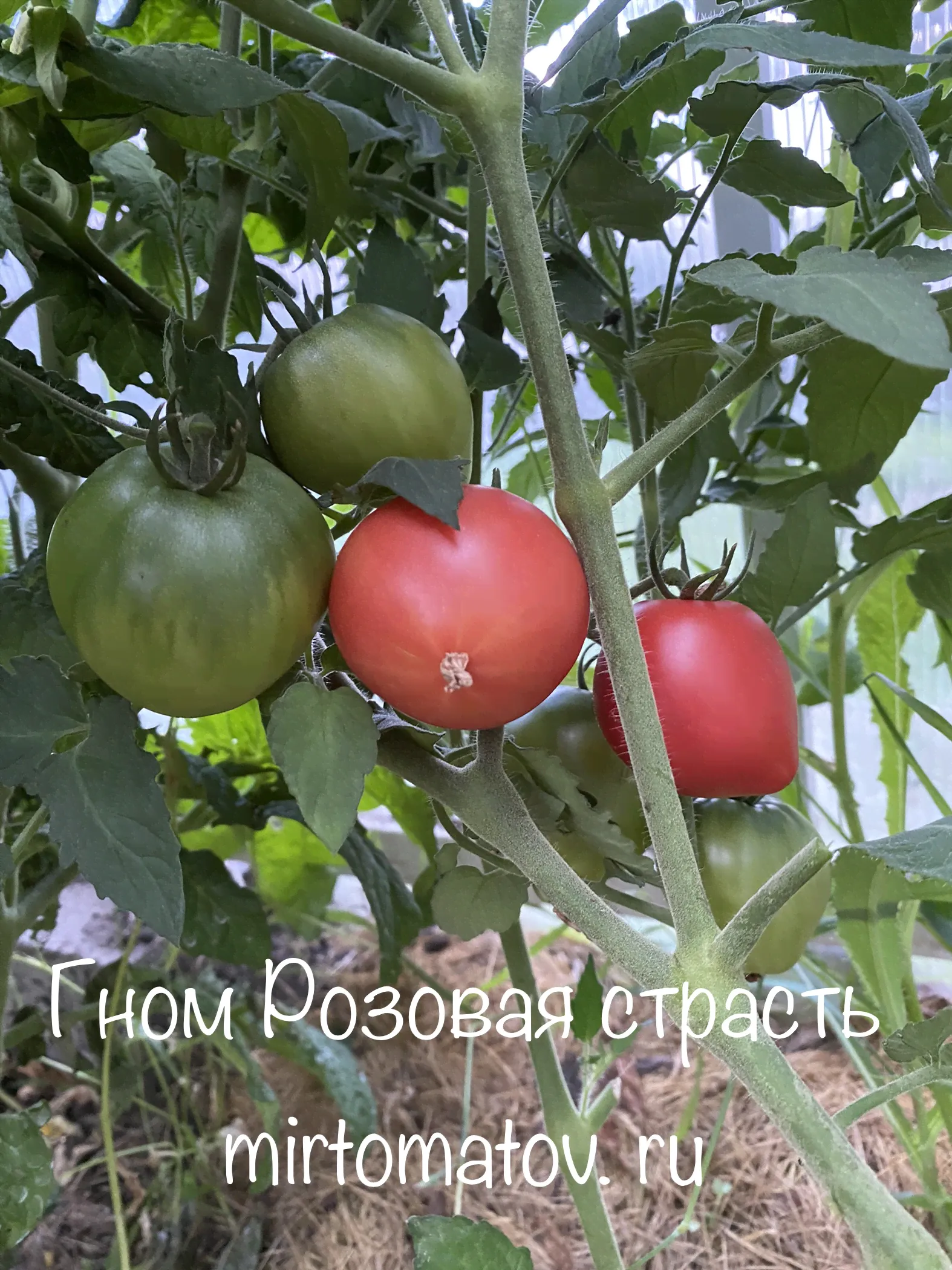 Гном Розовая страсть