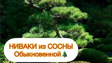 НИВАКИ из СОСНЫ ОБЫКНОВЕННОЙ.. Своими руками 👏👏