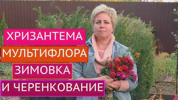 ХРИЗАНТЕМА МУЛЬТИФЛОРА: ОТПРАВЛЯЕМ НА ЗИМОВКУ И ЧЕРЕНКУЕМ! СЮРПРИЗ В РОЛИКЕ!!