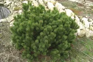 Сосна горная Гном (Pinus mugo Gnom) С10