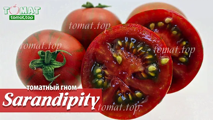 Томат Sarandipity. Томатные гномы или карликовые томаты. Dwarf Sarandipity. Обзор и отзыв о сорте