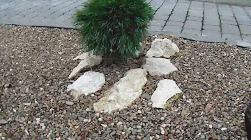 Pinus mugo 'Varella'