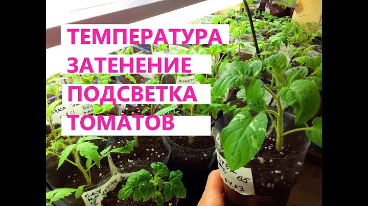 ПОДРОБНЕЕ о томатах ГНОМ БРЕД ГЕЙТС, ГНОМ УЛУРУ ОХРА, ПАЛКА, КАТРИНА F