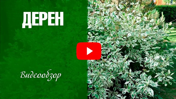 Дерен ✅ Сорта ✅ Как украсить сад декоративным кустарником?