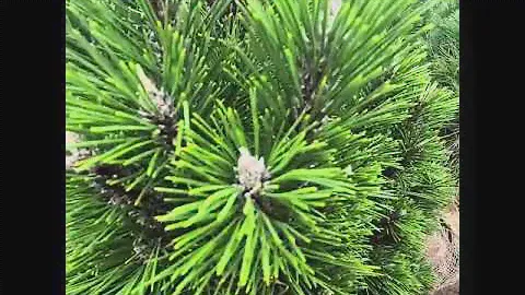 Сосна чёрная Комет